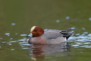 Pomerania: 80199108 Wigeon - adult drake Germany Anas penelope