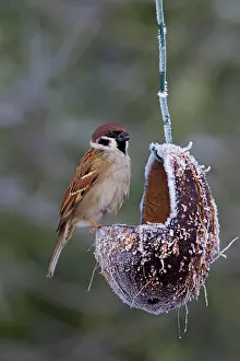 Sparrow: 80199110 Tree Sparrow - adults at feeding place