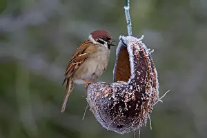 Sparrow: 80199111 Tree Sparrow - adults at feeding place
