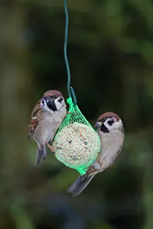 Sparrow: 80199113 Tree Sparrow - adults at feeding place