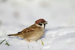 Sparrow: 80199114 Tree Sparrow - adult in snow Germany Passer