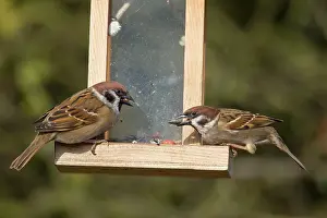 Passer: 80199115 Tree Sparrow - adults at feeding place