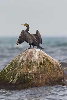 Drying: 80199116 Great Cormorant - drying wings Sweden Phalacrocorax