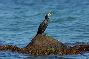 Phalacrocorax: 80199117 Great Cormorant Sweden Phalacrocorax carbo