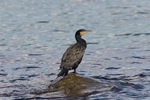 Phalacrocorax: 80199118 Great Cormorant Sweden Phalacrocorax carbo