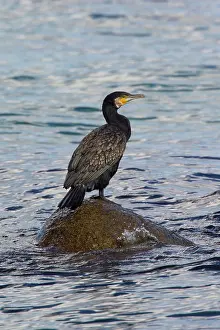 Phalacrocorax: 80199119 Great Cormorant Sweden Phalacrocorax carbo