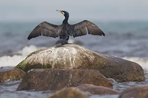 Drying: 80199120 Great Cormorant - drying wings Sweden Phalacrocorax