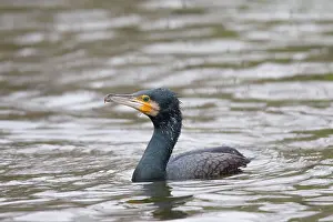 Phalacrocorax: 80199121 Great Cormorant Sweden Phalacrocorax carbo