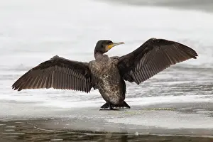 Drying: 80199123 Great Cormorant - young drying wings Germany