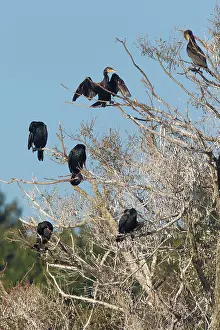 Phalacrocorax: 80199125 Great Cormorant - group resting in tree
