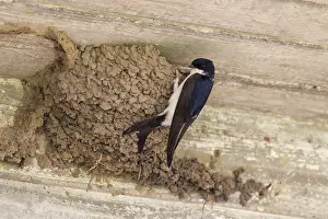 Delichon: 80199127 House Martin - adult building nest Lower