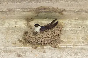 Delichon: 80199128 House Martin - adult building nest Lower