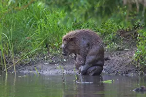 80199129 European Beaver - adult scratching itself