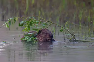 Fiber: 80199130 European Beaver - adult feeding Lower Saxony