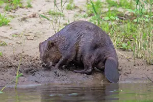 Fiber: 80199131 European Beaver - adult Lower Saxony, Germany