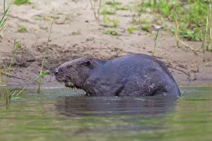 Fiber: 80199132 European Beaver - adult Lower Saxony, Germany