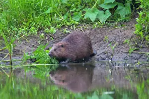Fiber: 80199133 European Beaver - adult feeding Lower Saxony