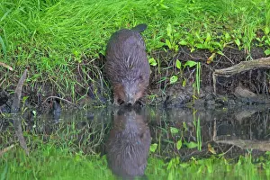 Fiber: 80199134 European Beaver - adult Lower Saxony, Germany