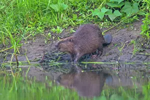 Fiber: 80199135 European Beaver - adult feeding Lower Saxony