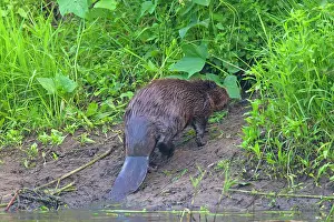 Fiber: 80199136 European Beaver - adult Lower Saxony