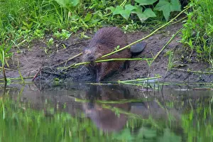 80199137 European Beaver - adult feeding Lower Saxony