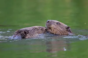 Fiber: 80199138 European Beaver - fighting Lower Saxony