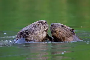 80199139 European Beaver - fighting Lower Saxony