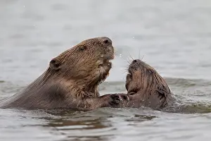 80199140 European Beaver - fighting Lower Saxony