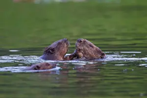 Fiber: 80199141 European Beaver - beaver family Lower Saxony