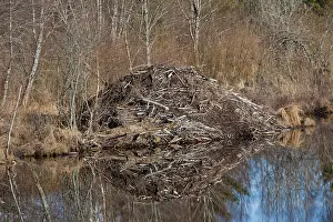 Vaermland: 80199142 European Beaver - beaver lodge Vaermland