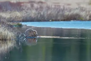 Vaermland: 80199143 European Beaver - gnawing at twig by waters