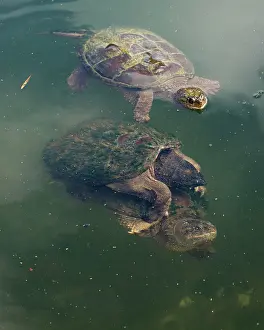 Snapping: 80199191 Snapping Turtles - mating Maryland, USA