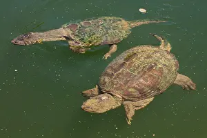 Snapping: 80199192 Snapping Turtles Maryland, USA Chelydra