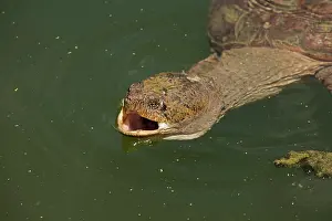 Snapping: 80199193 Snapping Turtle - feeding at surface Maryland