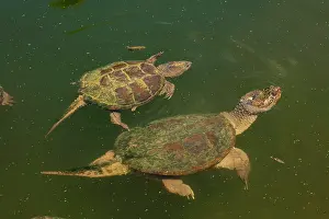 Snapping: 80199194 Snapping Turtles Maryland, USA Chelydra