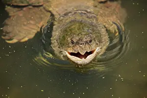 Snapping: 80199195 Snapping Turtle - feeding at surface Maryland