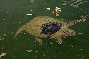 Snapping: 80199196 Snapping Turtle - with Painted Turtle (Chrysemys