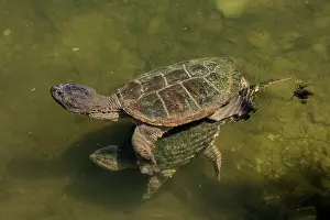 Snapping: 80199197 Snapping Turtles - mating Maryland, USA