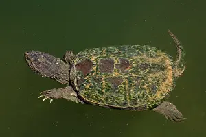 Snapping: 80199198 Snapping Turtles Maryland, USA Chelydra