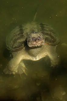 Snapping: 80199199 Snapping Turtles Maryland, USA Chelydra