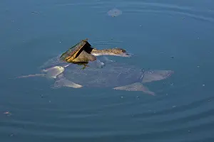 Snapping: 80199200 Snapping Turtles - mating with Dragonfly