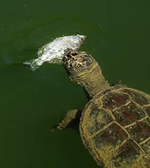 Snapping: 80199201 Snapping Turtle - feeding on White Crappie
