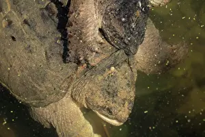 Snapping: 80199202 Snapping Turtles - mating Maryland, USA