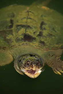 Snapping: 80199203 Snapping Turtle - feeding at surface Maryland