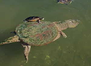 Snapping: 80199204 Snapping Turtle - with Painted Turtle (Chrysemys