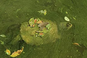 Snapping: 80199206 Snapping Turtle - with algal mat and fallen