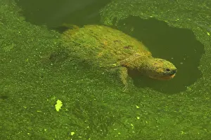 Snapping: 80199207 Snapping Turtle - with algal mat on pond