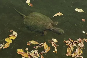 Snapping: 80199208 Snapping Turtle - with algal mat and fallen