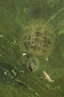 Snapping: 80199209 Snapping Turtle - with algal mat on pond