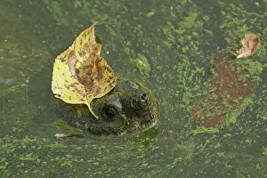 Snapping: 80199210 Snapping Turtle - with algal mat and fallen